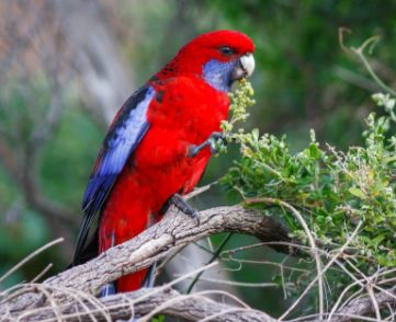 informacion y características del loro rosellas