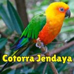 información y características de la cotorra jendaya, aratinga jandaya