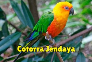 información y características de la cotorra jendaya, aratinga jandaya