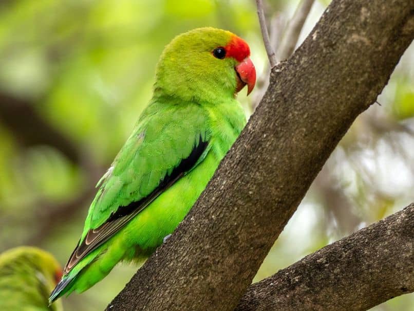 características e información sobre el agapornis taranta o inseparable abisinio