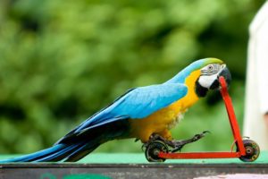 juguetes que más le gustan a los loros, loro jugando