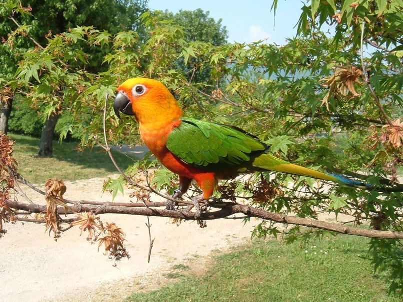 loro aratinga amarillo y verde