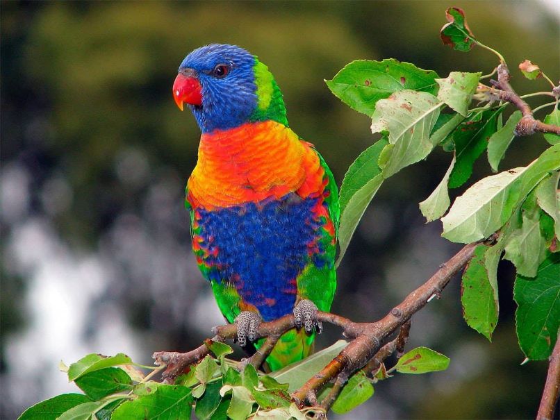 la alimentación del loro arcoiris, perico arcoiris