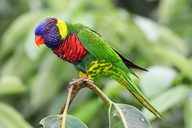 descripción y características principales de los loro arcoiris, cotorra arcoiris