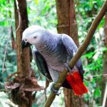 loro yaco cola roja, loro yaco, loro gris africano, características, como es el loro yaco