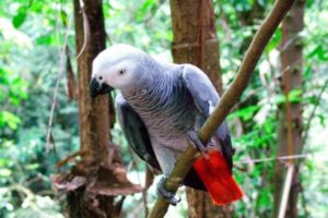 loro yaco cola roja, loro yaco, loro gris africano, características, como es el loro yaco