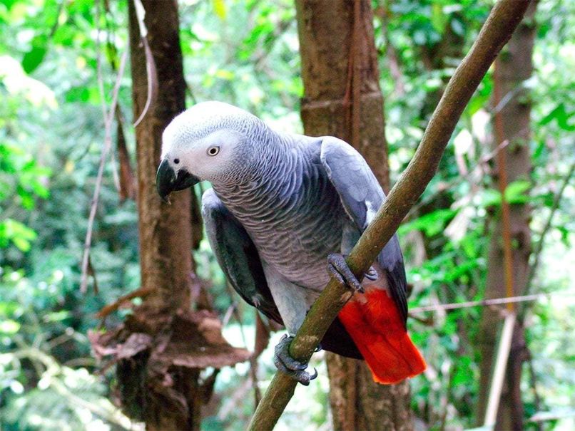 loro yaco cola roja, loro yaco, loro gris africano, características, como es el loro yaco