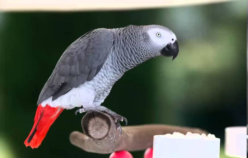 el loro yaco gris africano cola roja es uno de los loros que mejor pueden hablar