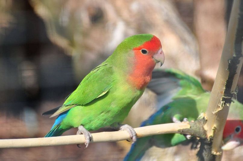 inseparable de namibia o agapornis roseicollis verde en pareja