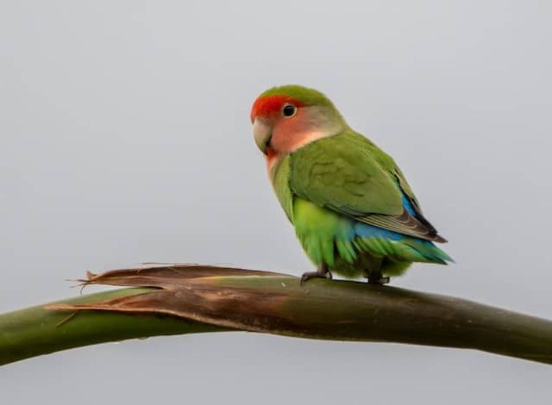 agapornis roseicollis es capaz de hablar, agarponis de namibia posado en rama.