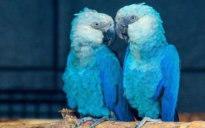 extinción del guacamayo glauco, bellos guacamayos glauco
