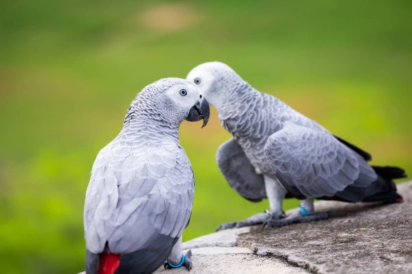 pareja de loros yacos grises