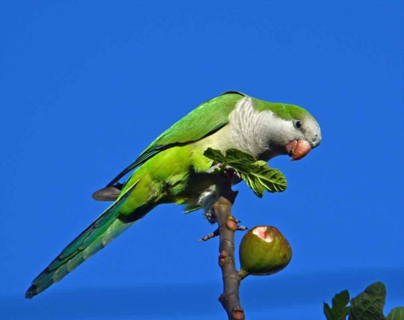 loro monje con comida