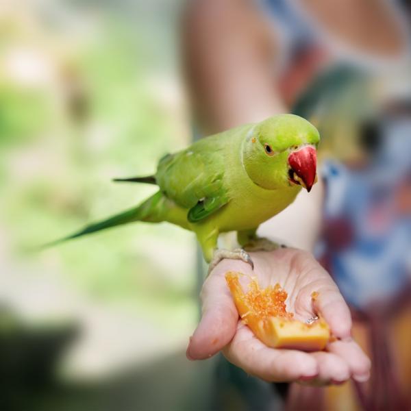 que es lo que mas le gusta a los loros? que comida le gusta mas a los loros