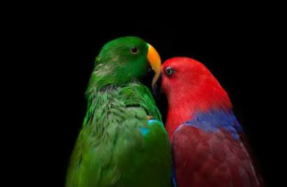 aves compatibles con loros
