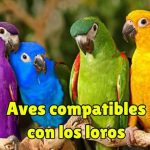 aves compatibles con los loros, que aves pueden convivir con los loros