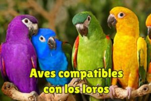 aves compatibles con los loros, que aves pueden convivir con los loros