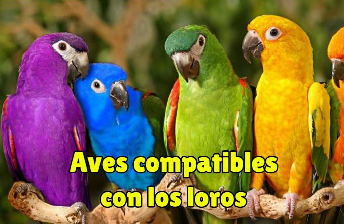 aves compatibles con los loros, que aves pueden convivir con los loros