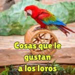 que es lo que mas le gusta a los loros, cosas que mas le gusta a los loros