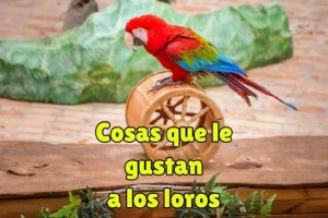 que es lo que mas le gusta a los loros, cosas que mas le gusta a los loros