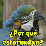 que pasa cuando los loros estornudan, por que estornuda mi loro