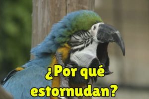 que pasa cuando los loros estornudan, por que estornuda mi loro