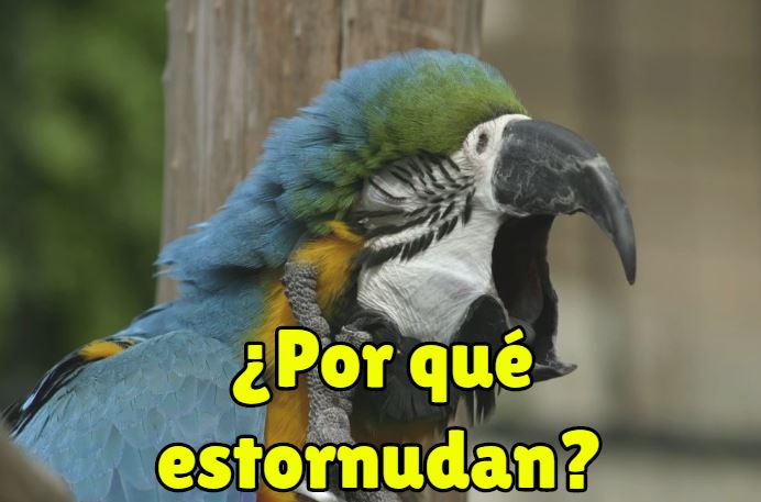 que pasa cuando los loros estornudan, por que estornuda mi loro