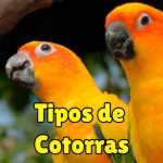 tipos de cotorras todas las razas y especies de cotorras