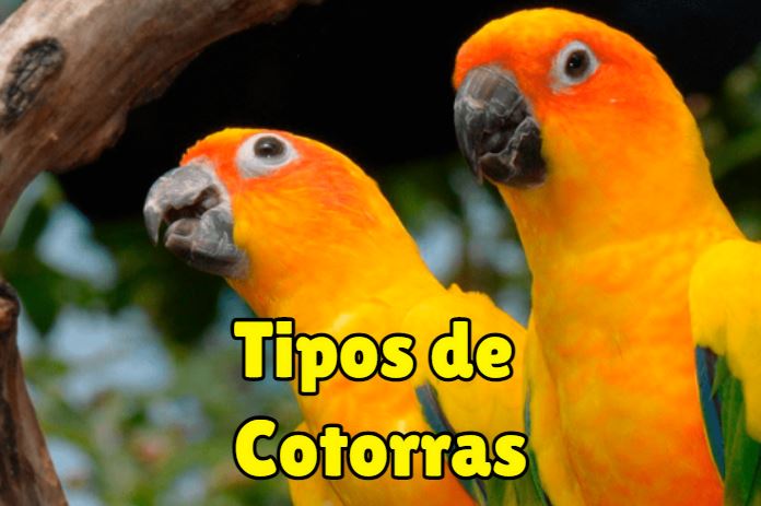 tipos de cotorras todas las razas y especies de cotorras