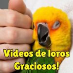 videos de loros graciosos y muy divertidos