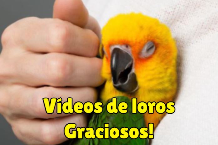 videos de loros graciosos y muy divertidos