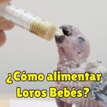 como alimentar loros bebés