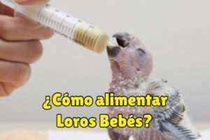 como alimentar loros bebés