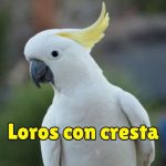 loros con cresta, cuales son los loros con cresta