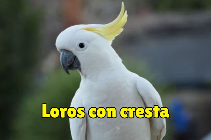 loros con cresta, cuales son los loros con cresta