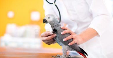Qué hacer si mi loro está enfermo de hace días