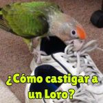 como castigar a un loro, se debe castigar a un loro, castigo para loros, corregir el comportamiento de los loros sin castigo