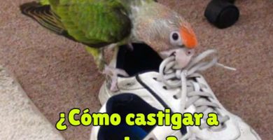 como castigar a un loro, se debe castigar a un loro, castigo para loros, corregir el comportamiento de los loros sin castigo