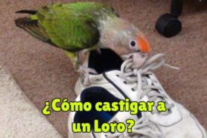 como castigar a un loro, se debe castigar a un loro, castigo para loros, corregir el comportamiento de los loros sin castigo