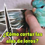 como cortar las alas de los loros?, se deben cortar las alas de loros?, no se debe cortar las alas de un loro