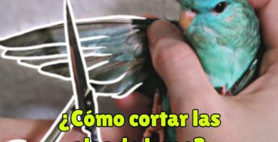 como cortar las alas de los loros?, se deben cortar las alas de loros?, no se debe cortar las alas de un loro