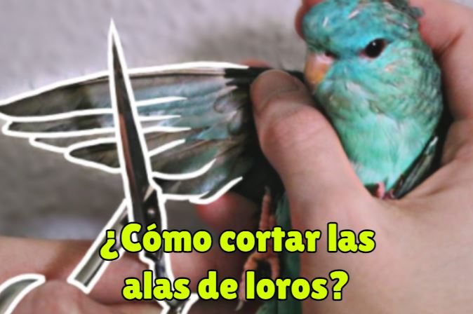 como cortar las alas de los loros?, se deben cortar las alas de loros?, no se debe cortar las alas de un loro