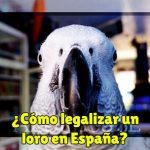 como legalizar un loro en españa para tener un loro de manera legal como mascota. Legalizar aves exóticas en españa yacos y más