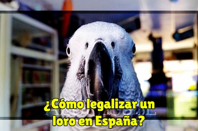 como legalizar un loro en españa para tener un loro de manera legal como mascota. Legalizar aves exóticas en españa yacos y más