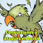 ataques y convulsiones en loros, pruebas y tratamientos, que hacer para evitarlo