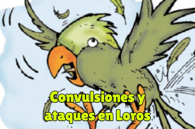 ataques y convulsiones en loros, pruebas y tratamientos, que hacer para evitarlo