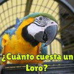 cuanto cuesta un loro, cuanto cuestan los loros, precio de los loros que hablan