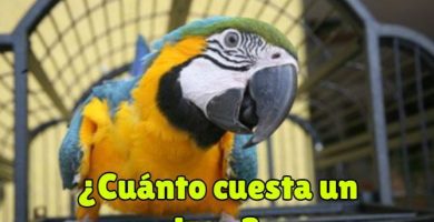 cuanto cuesta un loro, cuanto cuestan los loros, precio de los loros que hablan