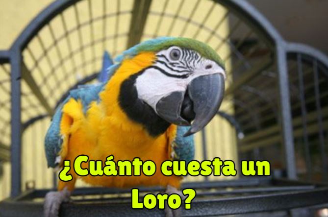 cuanto cuesta un loro, cuanto cuestan los loros, precio de los loros que hablan