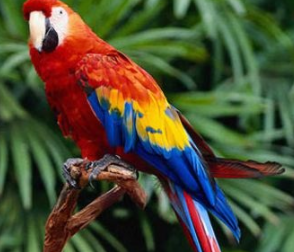Cuanto Cuesta Un Loro Precio De Loros Actualizado Tienda Loros